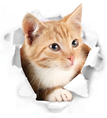 3D Katt Sticker / Väggklistermärken