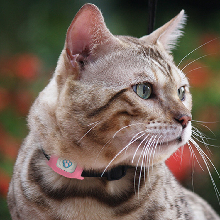 Liten IP67 GPS-tracker för katt och hund