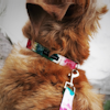 Hundhalsband med färgglatt mönster