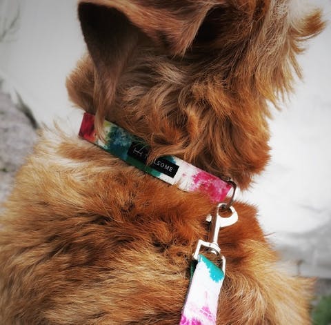 Hundhalsband med färgglatt mönster