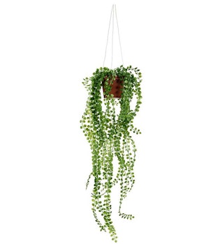 Pilea ampel 55 cm