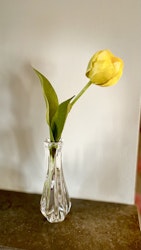 Tulpan gul 36 cm