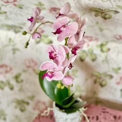 Phalaenopsis ROSA 60 cm