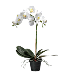 Phalaenopsis VIT 60 cm
