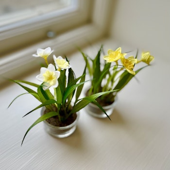 Narciss mini VIT 10 cm