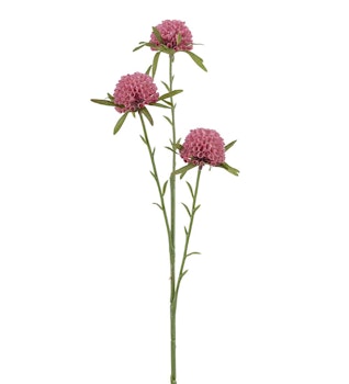 Amaranth rosa 60 cm