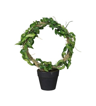 Hoya 30 cm