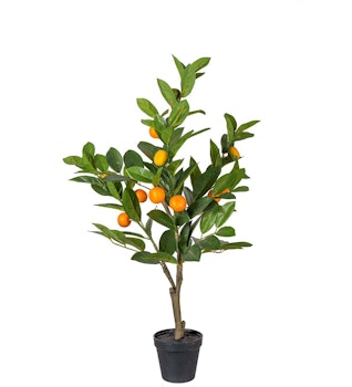 Träd citrus 70 cm