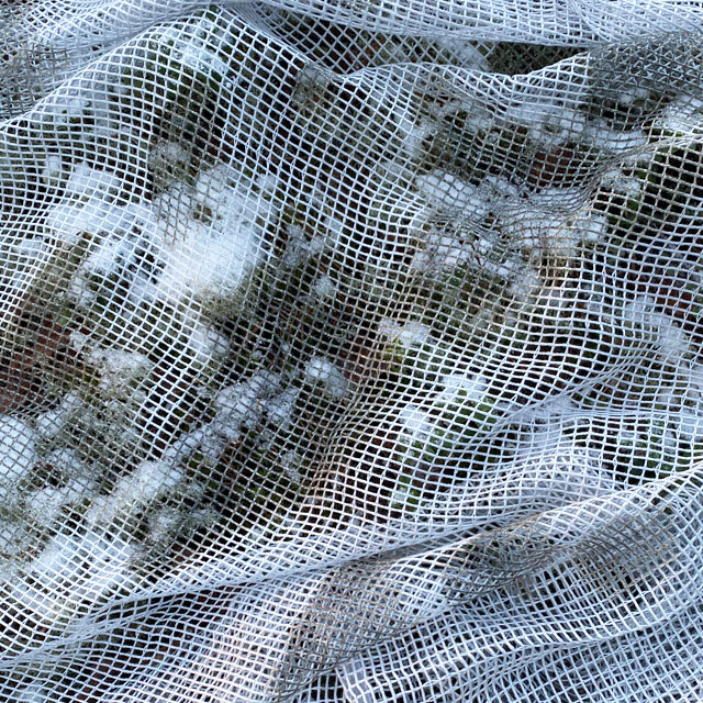 A closeup on a Scrim Net Scarf White Moss laying on white moss in the forest