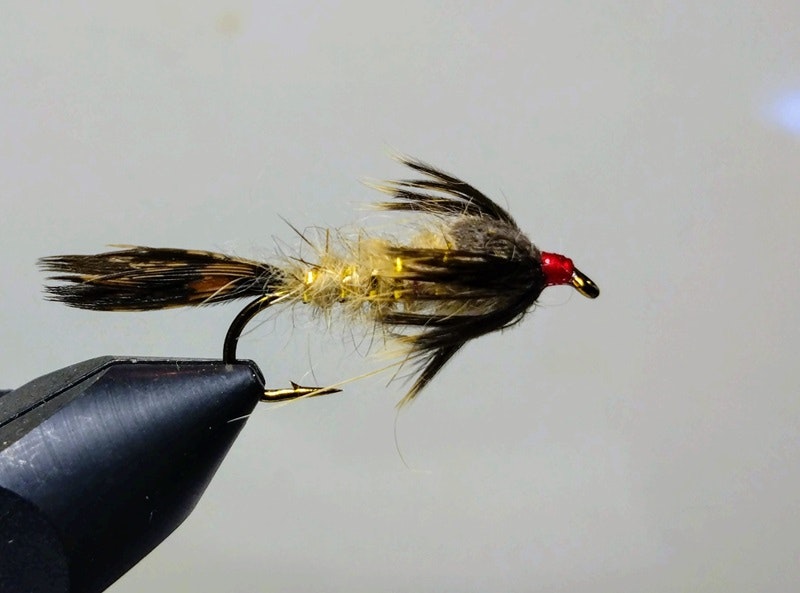Guldribbat haröra long redhead