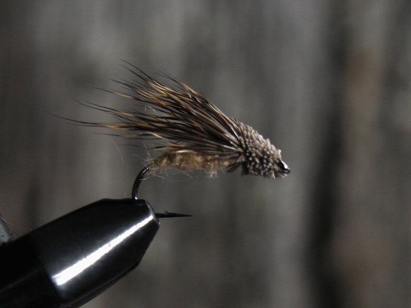 Streaking Caddis