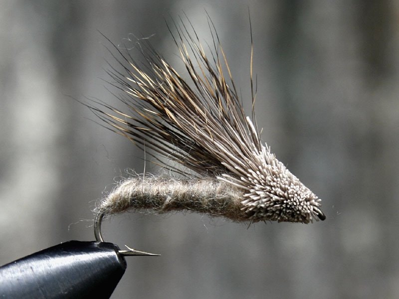 Streaking Caddis