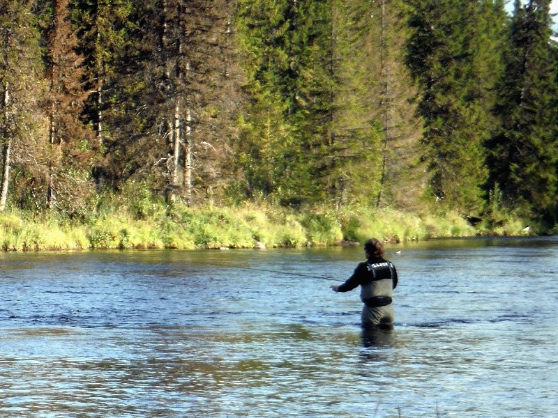 Guldribbat haröra