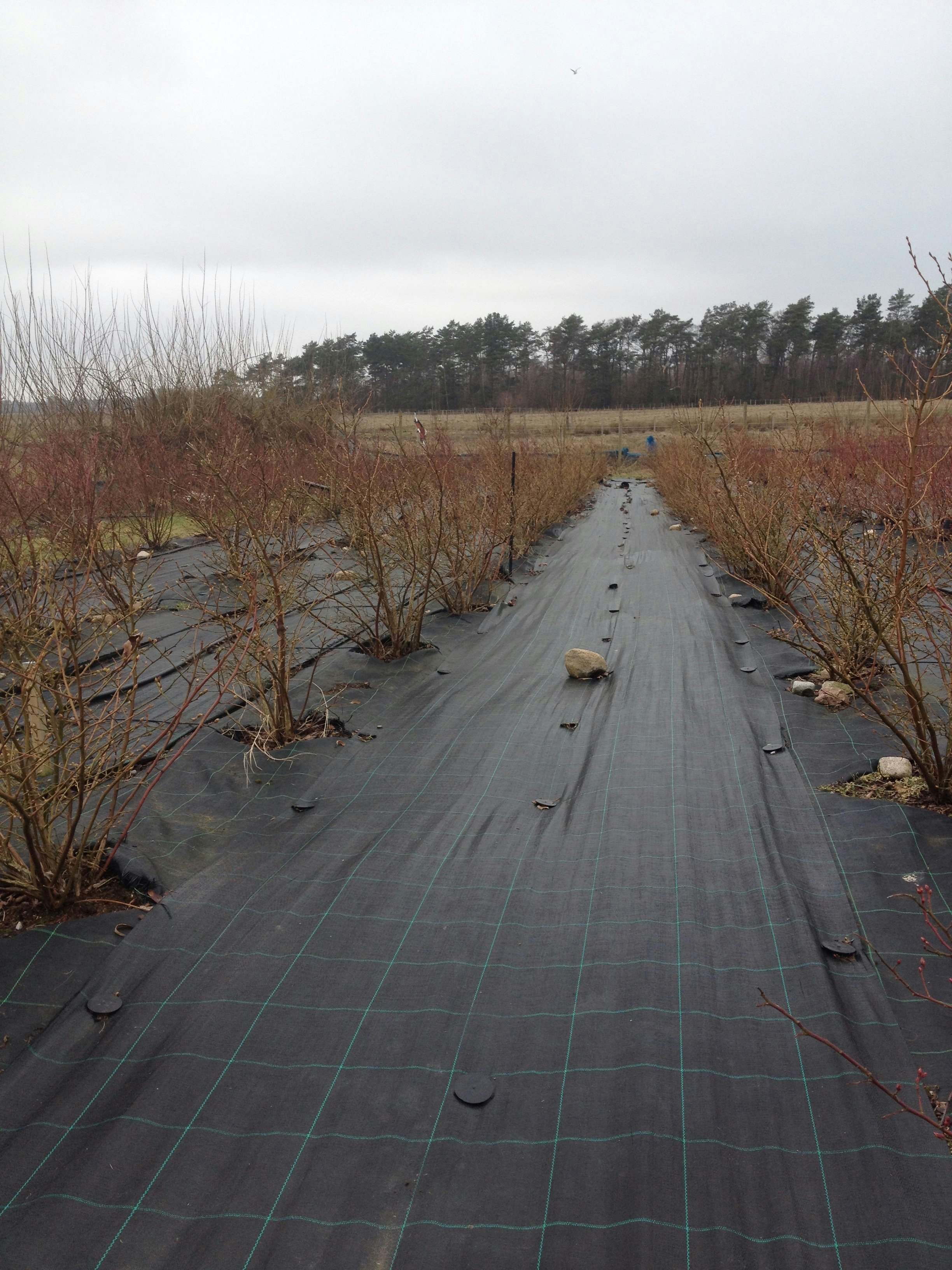 MARKTÄCKVÄV 2 st 100 meter x 0,75 m. Hög kvalité. Fraktfritt