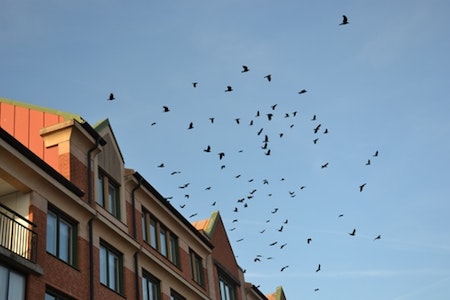 Fågelskrämma 4 meter med 1 drake . Fraktfritt.