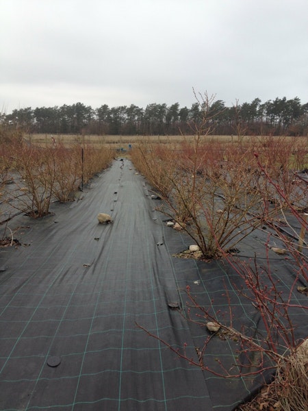 Marktäckväv 100 m x 2,62  bred. Hög kvalité. Tillverkad i EU