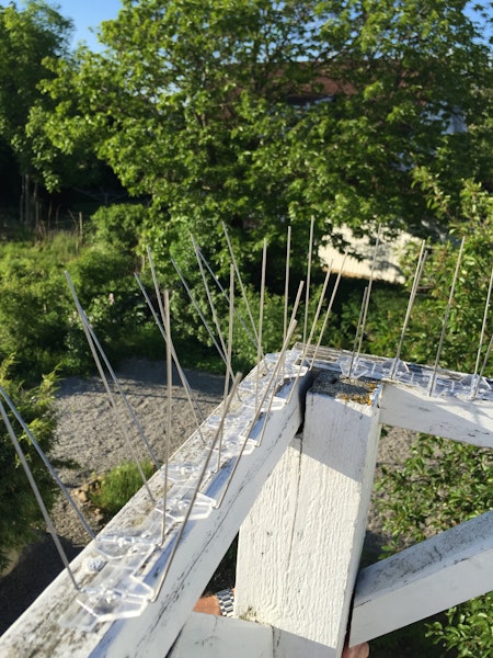 Fågelpiggar 50 m g-20
