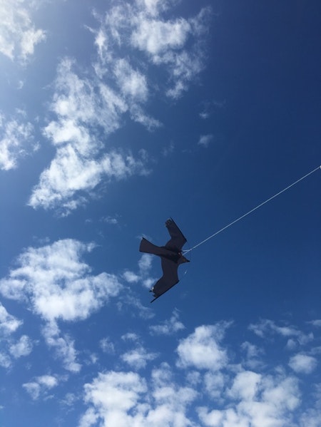 Fågelskrämma Komplett med drake 6 meter. Fraktfritt