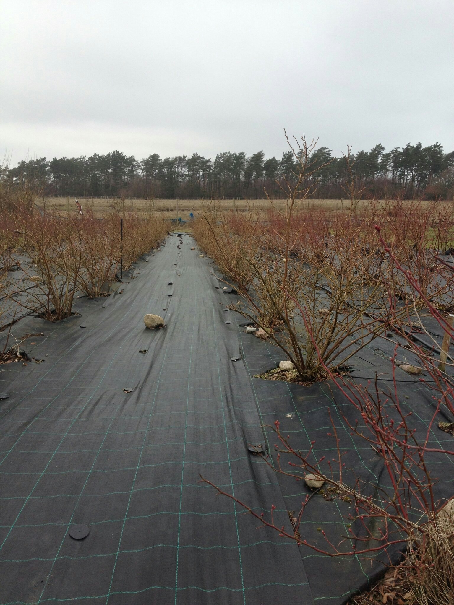 Marktäckväv 100 m x 1,25 bred. Hög kvalité. Fraktfritt