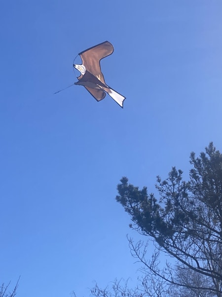 Drake örnen 102 cm, ord 350 kr