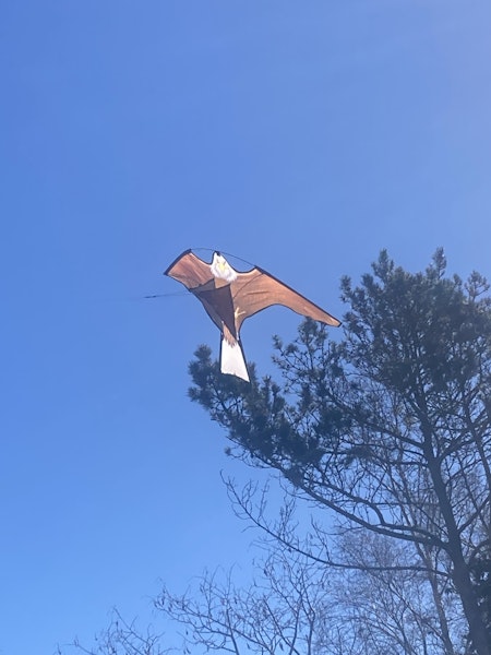 Drake örnen 102 cm, ord 350 kr
