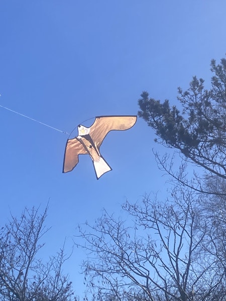 Drake örnen 102 cm, ord 350 kr