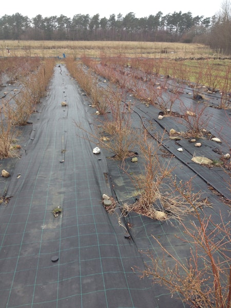 Markväv . 100 meter x 0,75 m. Hög kvalité. Fraktfritt