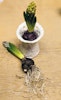Hyacint/tulpan-vas