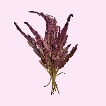 Rød Amaranth 25g