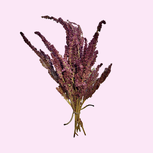Rød Amaranth 25g