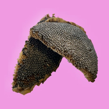 Halve solsikkehoder 50g