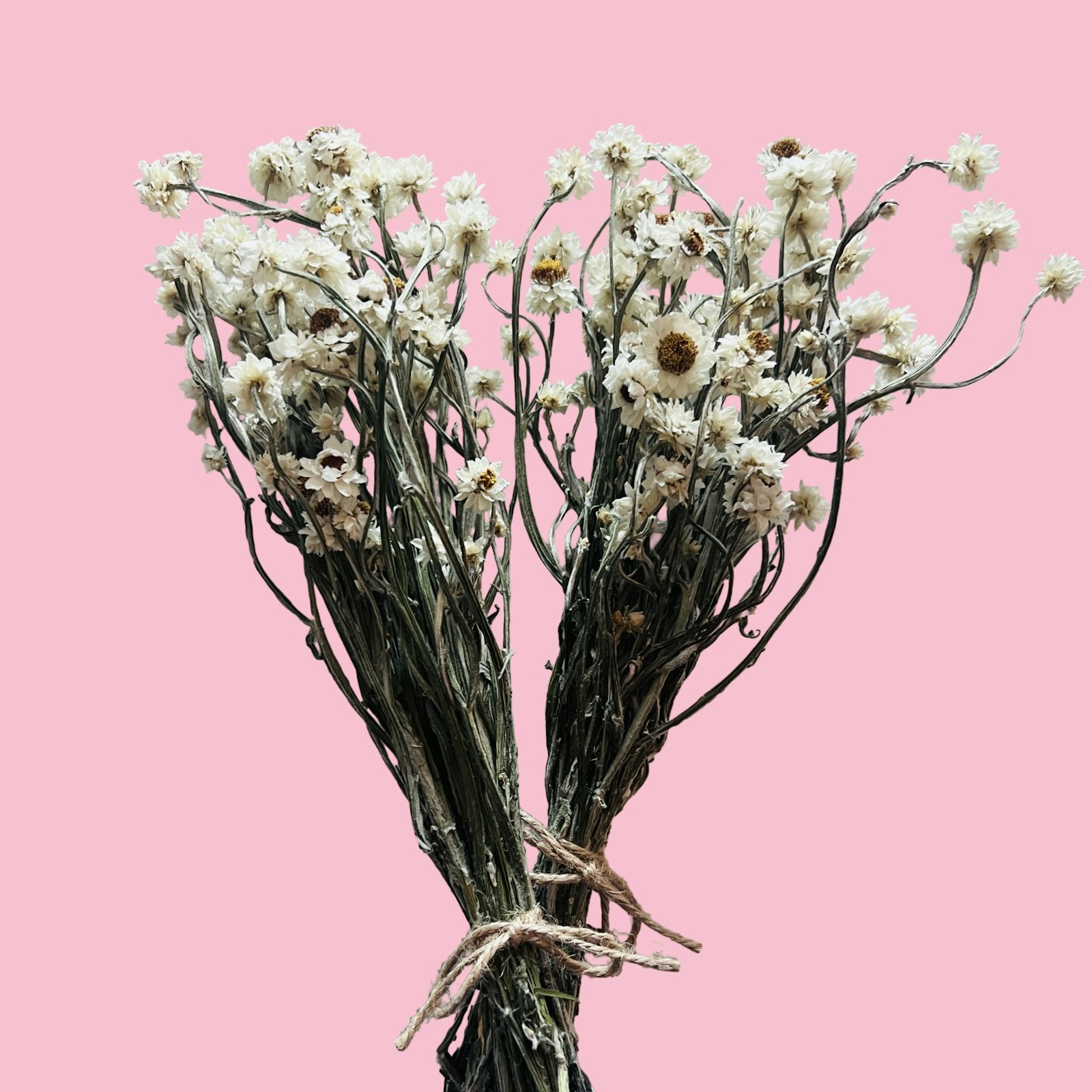 Papirblomst (naturlig tørket blomst)
