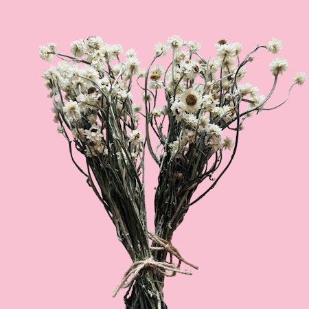 Papirblomst (naturlig tørket blomst)