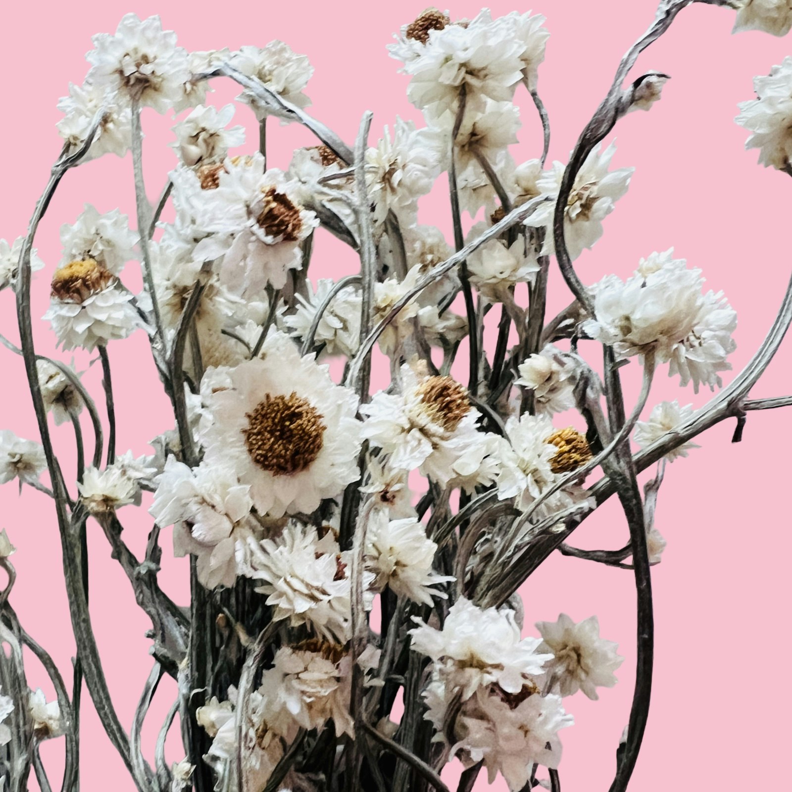 Papirblomst (naturlig tørket blomst)
