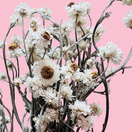 Papirblomst (naturlig tørket blomst)