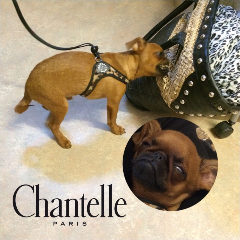 Säljmöte med Chantelle