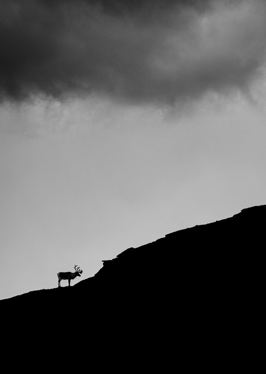 The Lonely Reindeer Trätavla