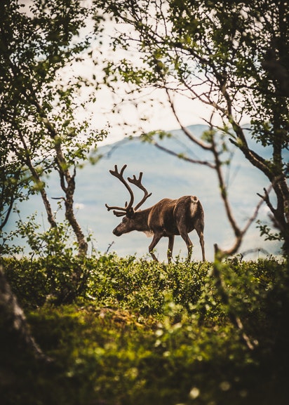 A Friend with Antlers Trätavla