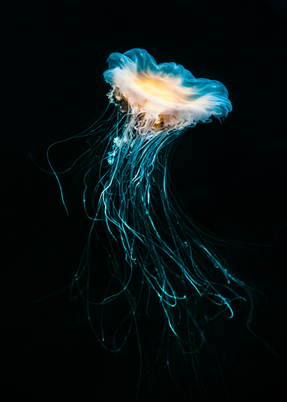 Jellyfish Trätavla