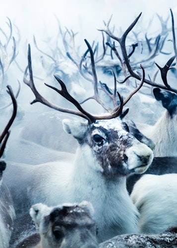 Reindeers Poster