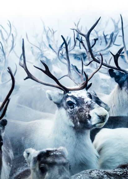 Reindeers Canvas