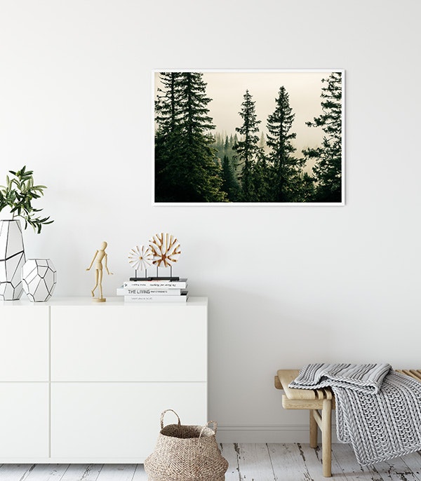Picea Abies Poster