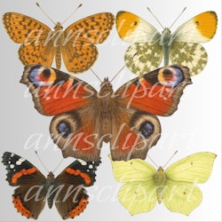 🦋 Akvarell sommerfugler – digital clipartsamling (5 stk)