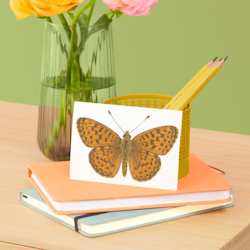 🦋 Akvarell sommerfugler – digital clipartsamling (5 stk)