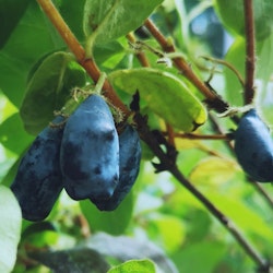 Blåbärstry 'Sinij Utes' (Blue Rock) (Storlek: Större)