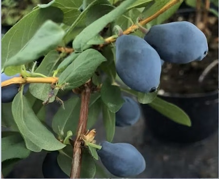 Blåbärstry 'Boreal Blizzard' (Storlek: Mindre)