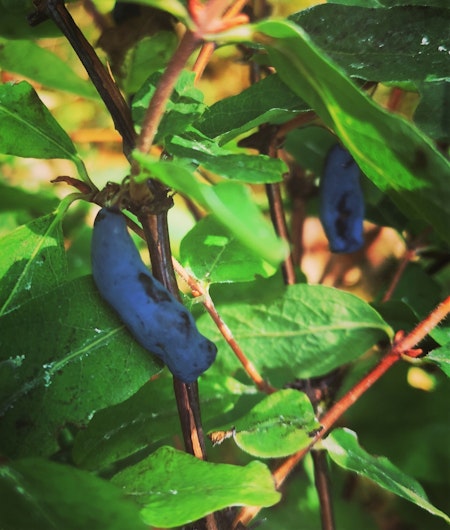 Blåbärstry 'Giants Daughter' (Docz Velikana) (Storlek: Större)