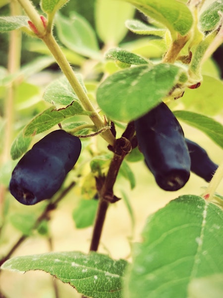 Blåbärstry 'Jolanta' (Evie) (Storlek: Större)