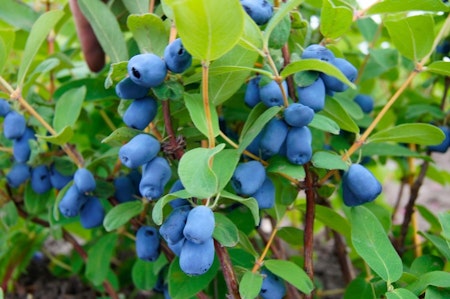 Blåbärstry 'Blue Belle / Tomiczka' (Storlek: Större)