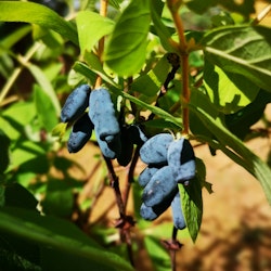 Blåbärstry 'Borealis / Myberry Sweet' (Storlek: Större)